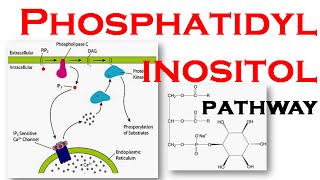 Phosphatidylinositol pathway [upl. by Ahmed]