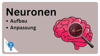 Die faszinierende Welt der Neuronen  Anatomie2Go [upl. by Airotnes122]