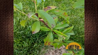 QampA  What are these spots on the leaves of my peach tree [upl. by Atteuqcaj182]