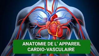 ANATOMIE HUMAINE🩺 L APPAREIL CARDIOVASCULAIRE 🫀🩸 [upl. by Gillman687]