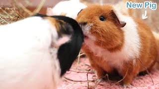 New Guinea Pig Introduction [upl. by Muraida]