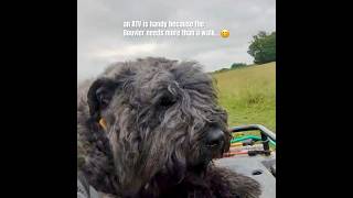 ATVing with my dog bouvierdesflandres dog shortsfeed herdingdog [upl. by Ayot]