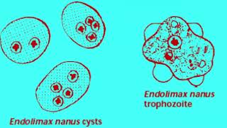 Características de Endolimax nana en el laboratorio [upl. by Alisander]