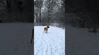 Hundefotografie  Tipps für dein Schneeshooting [upl. by Gherardo135]