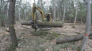 Clearing land for a house [upl. by Katuscha]