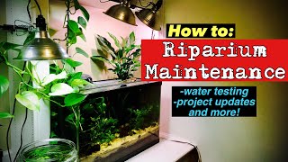 ☘️🌺How to do Riparium maintenance ☘️🌺 [upl. by Ardnwahsal]