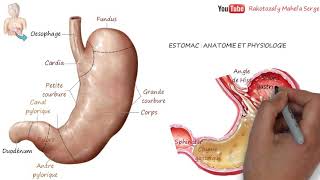 ESTOMAC  ANATOMIE ET PHYSIOLOGIE DIGESTION [upl. by Anaile]