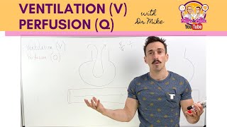 Ventilation V Perfusion Q Coupling [upl. by Doowron]