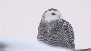 Harfang des neiges  Snowy Owl Gaspésie 2 19122020 [upl. by Annoyk]