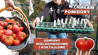 Siew pomidorów 🍅 odmiany wielkoowocowe i koktajlowe [upl. by Mayman]