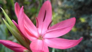 River lily  Schizostylis coccinea  Kaffir Lily  Vetrarlilja  Laukplanta [upl. by Akemal]