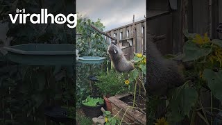 Mischievous Raccoon Takes From Bird Feeder  ViralHog [upl. by Lia]