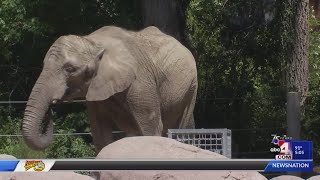 Birthday celebrations happening at Hogle Zoo [upl. by Bedelia354]