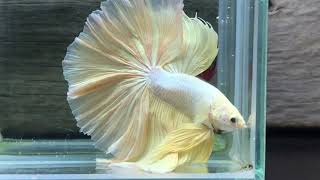 Betta fish ❤️ Bettafish Ornamentalfish [upl. by Osbourne]