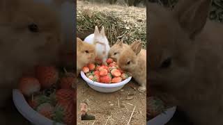 Rabbits party done rabbit bunny cute animals pets ghostsoundeffect cuteanimal horrorsounds [upl. by Ahsekahs]