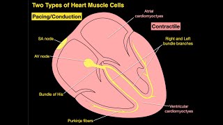 Two Types of Heart Muscle Cells [upl. by Adnuhsal]