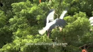 Painted storks heronry at Bhavnagar  Gujarat [upl. by Leval423]