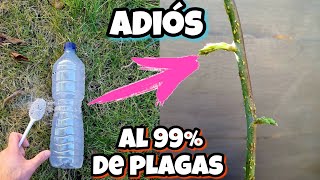 AQUÍ TRAIGO LA SOLUCIÓN para ACABAR con CUALQUIER bicho o PLAGA de tus PLANTAS Insecticida casero [upl. by Catlin982]