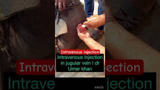 Intravenous injection in jugular vein l dr Umar khan [upl. by Nnayrb]