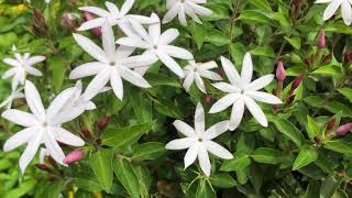 Star Jasmine 毛茉莉 Trachelospermum jasminoides スタージャスミン 털마삭줄 Mỏ sẻ（Jasminum pubescens） [upl. by Novelia]