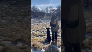 Gundog Training Labrador Retriever dog labradorretriever workingdog [upl. by Amberly]