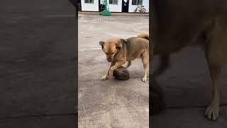 Is this rock its toy cat dog funny funniest pet moments best pet compilation pets [upl. by Eelarol]