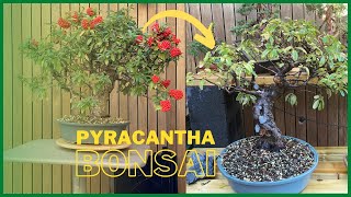 Pyracantha bonsai Pruning Firethorns [upl. by Derwood]