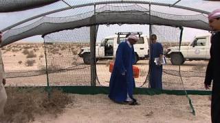 Release of captive bred Houbara into the wild [upl. by Gaylor385]