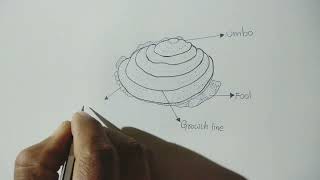 unio  how to draw unio  zoology practical record  mollusca  pelecypoda  zoologyrecord [upl. by Inanaup174]