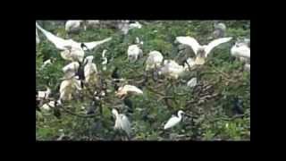 Vedanthangal Bird Sanctuary [upl. by Neerroc414]