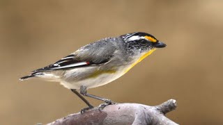 Striated Pardalote [upl. by Arty]