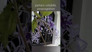 Petrea volubilis propagation  2 ways to propagate petrea  Sandpaper vine ytshorts homegarden [upl. by Akehsar]