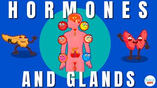 Endocrine System Glands and Hormones [upl. by Ramburt]