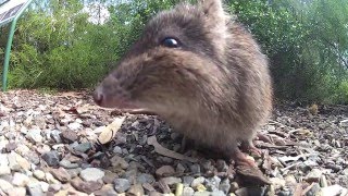 Gopro rat [upl. by Robillard]