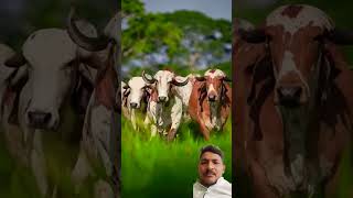 Jay gaumata ❤️ cow gausevasangh farmer savegir farming gausevadham [upl. by Lorola]