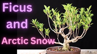 Ficus Microcarpa Tiger Bark Ficus Wrightia Antidysenterica Asian Snow Jasmine Milky Way Snowflake [upl. by Karlis88]