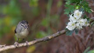 Female Spotted Pardalote Up Close Australian Native Birds Trims [upl. by Assirialc250]