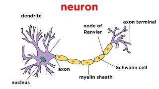 Types of Tissue Part 4 Nervous Tissue [upl. by Mala398]