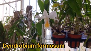 덴드로비움인데 카틀레야 꽃 같아요 덴드로비움 포르모숨 Dendrobium formosum [upl. by Almallah392]