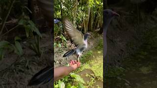 Good quality pigeon ❤️🕊️ pigeon kabootar trending youtubeshorts kalapati bird video [upl. by Twedy]