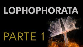 Lophophorata  Parte 1 [upl. by Notrom552]