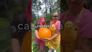 CALABAZA GIGANTE [upl. by Ab515]