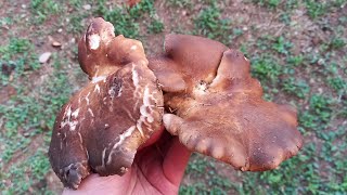 Τα πρώτα Μανιτάρια της παγωνιάς Pleurotus eryngii Lyophyllum fumosum κλπ17 Νοεμβρίου 2024 [upl. by Ynabe]