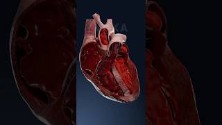 Heart’s blood flow and circulation process 3D animation [upl. by Nwahsit]