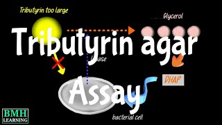 Isolation Of Lipase Producing Bacteria  Tributyrin Agar  Lipid Hydrolysis Assay [upl. by Singband]