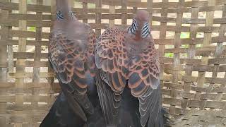 Kaubru bai tma heing yag bo tau no  Oriental turtle dove  Wild bird of Tripura [upl. by Esirahc710]