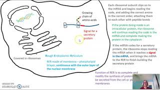 Synthesis of a secretory protein [upl. by Mord139]