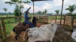 FOMOS EM BUSCA DAS NOVILHAS CERQUEIRAS Só Frigorífico para resolver [upl. by Philomena894]