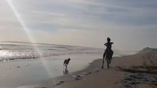 Semana santa en Altata quotZulema Ferrerquot lo impresionante de andar a caballo en el mar [upl. by Guibert60]