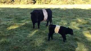 Newborn Belted Galloway Calf  Belted Galloway Homestead [upl. by Dugan577]